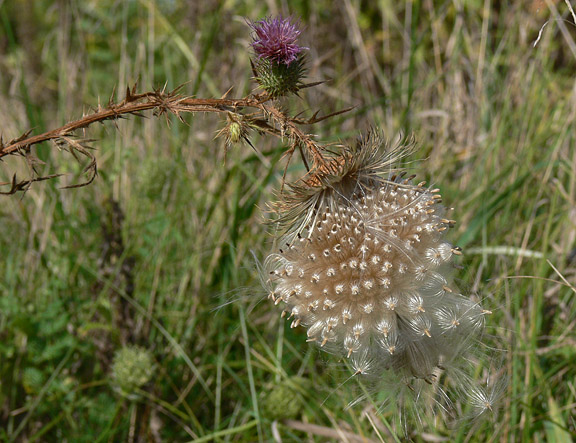 Thistle down