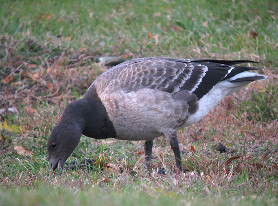 Brant
