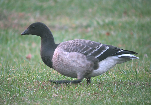 Brant