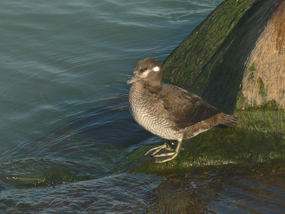 Harlequin Duck