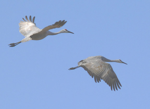 Sandhill Cranes