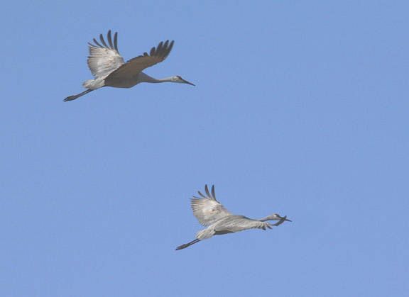 Sandhill Cranes
