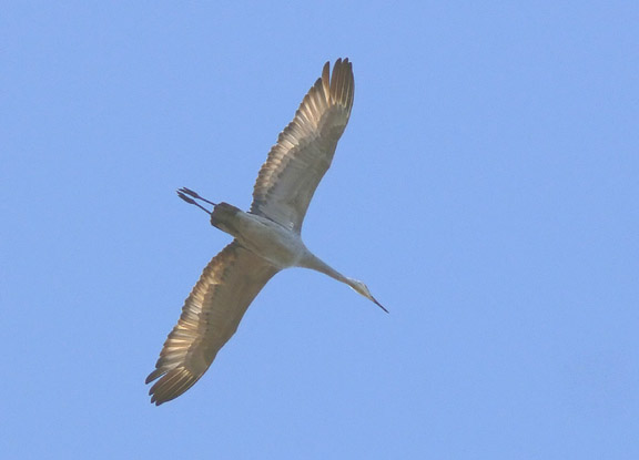 Sandhill Crane