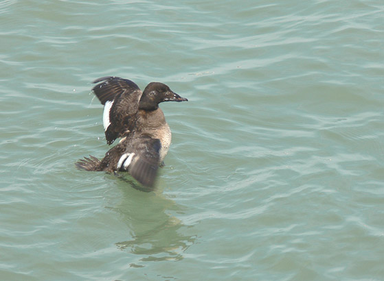 White-winged Scoter