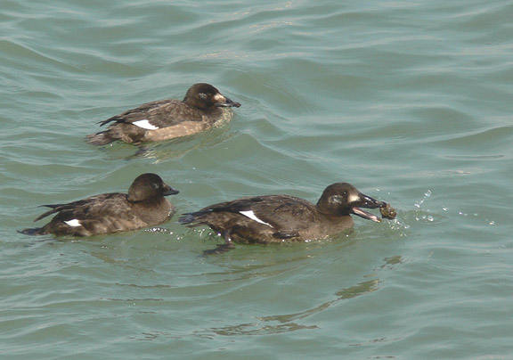 White-winged Scoters