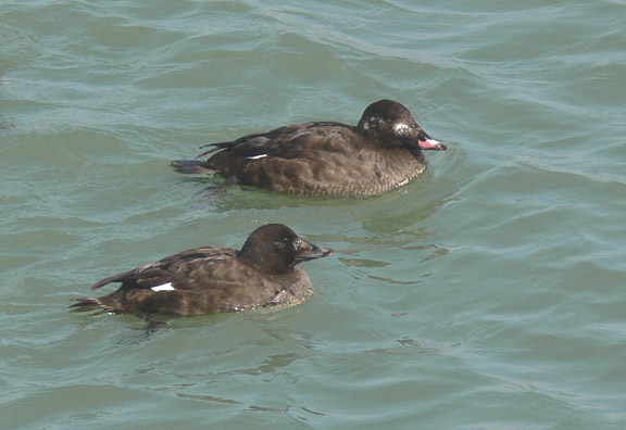 White-winged Scoters
