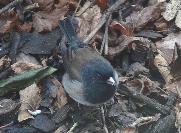 Oregon Dark-eyed Junco