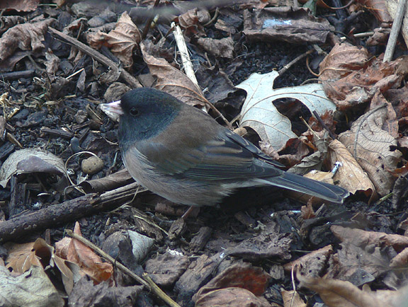 Oregon Dark-eyed Junco