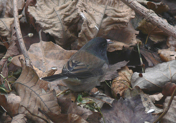 Oregon Dark-eyed Junco