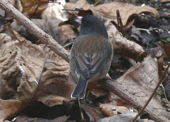 Oregon Dark-eyed Junco