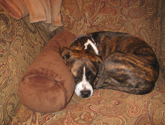 Brindle and Paisley