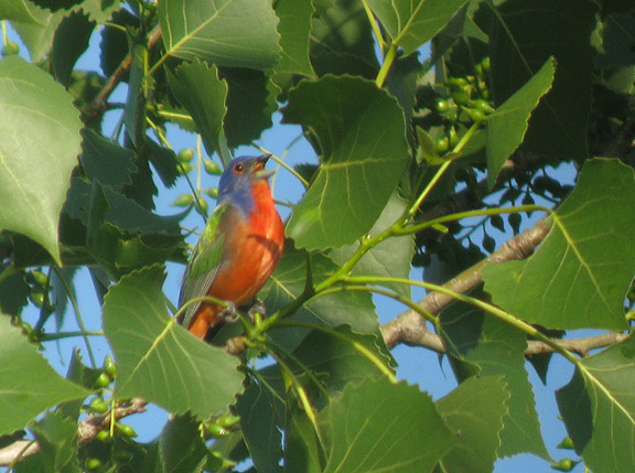 Painted Bunting