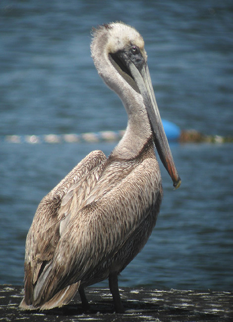 Brown Pelican in Illinois