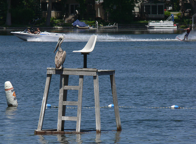 Brown Pelican in Illinois