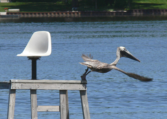 Brown Pelican in Illinois