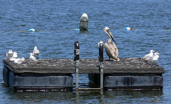 Brown Pelican in Illinois