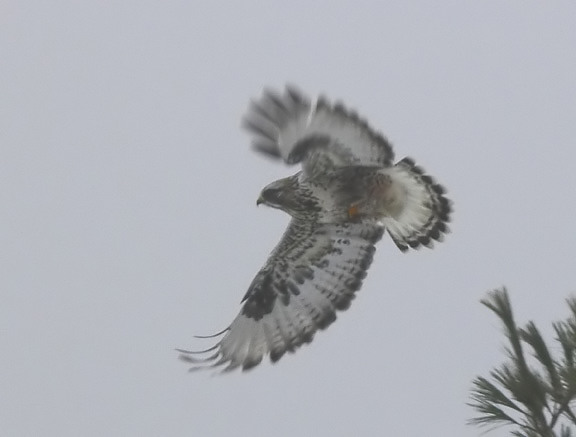 Rough-legged Hawk