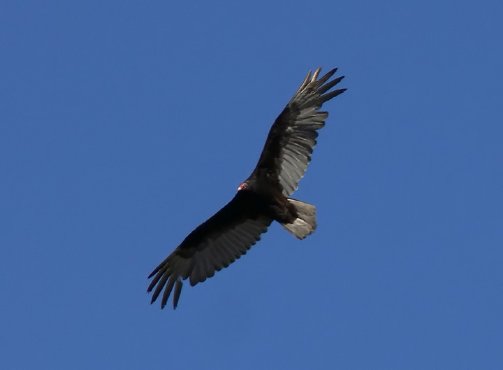 Turkey Vulture