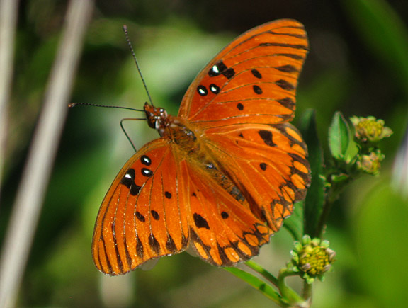 Gulf Fritillary