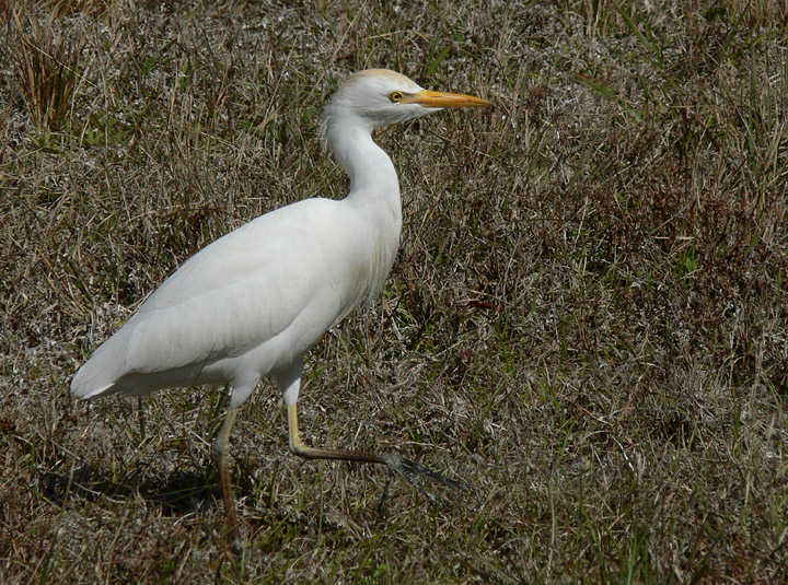 Cattle Egret