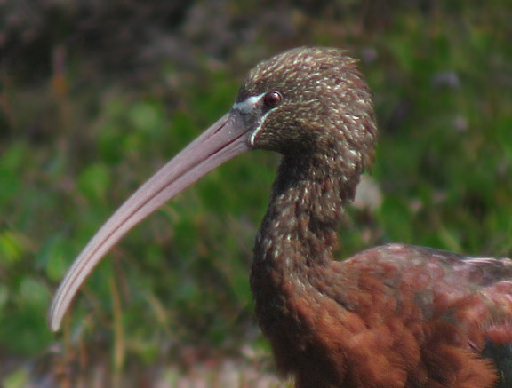 Glossy Ibis