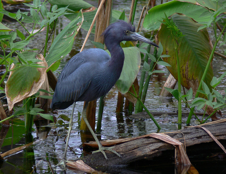 Little Blue Heron