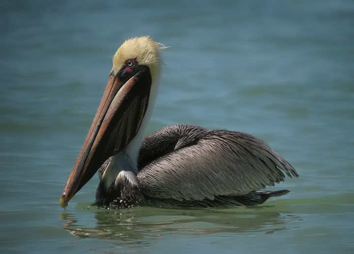 Brown Pelican