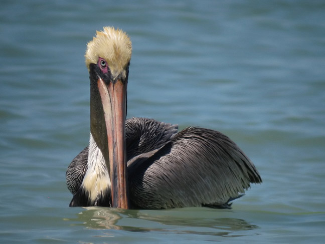 Brown Pelican