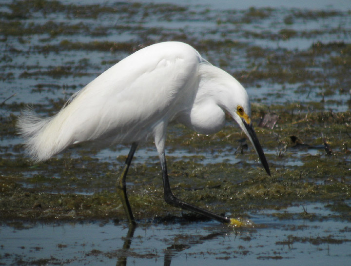 Snowy Egret