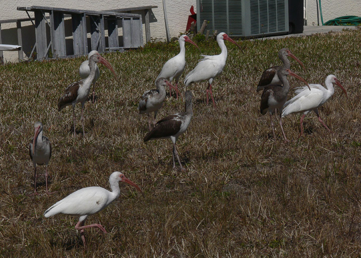 White Ibis adults and immatures