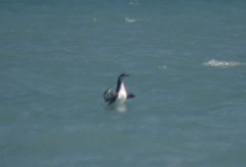 Red-throated Loon