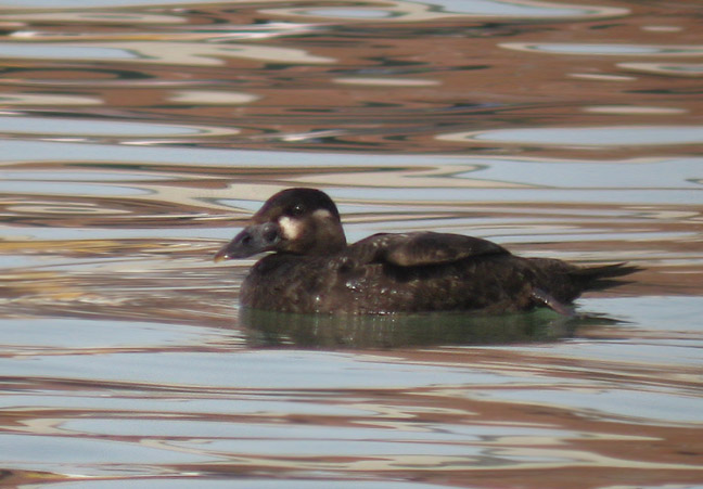 Surf Scoter female