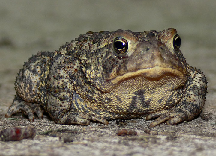 American Toad