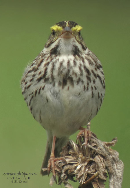 Savannah Sparrow