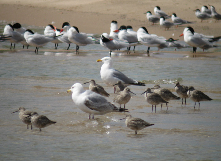 Willets