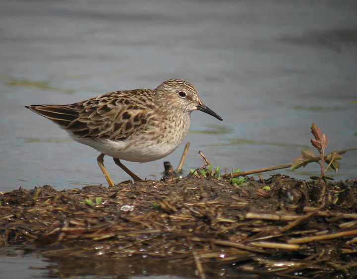 Least Sandpiper