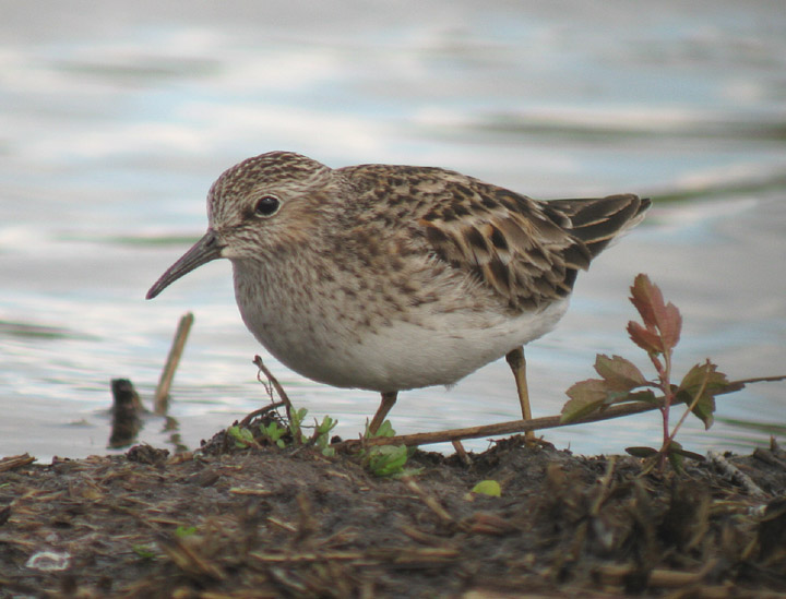 Least Sandpiper