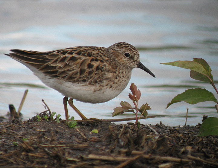 Least Sandpiper