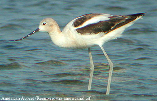 American Avocet