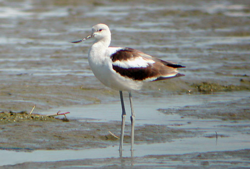 American Avocet