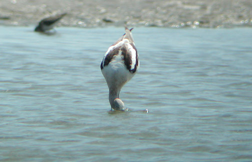 American Avocet