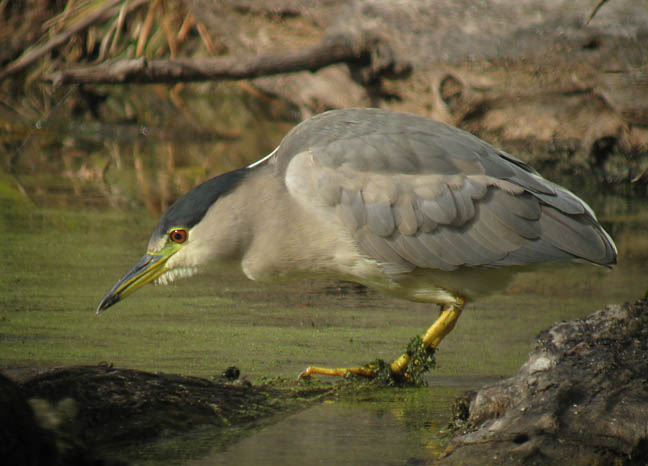 Black-crowned Night-Heron
