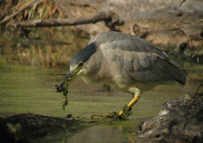 Black-crowned Night-Heron