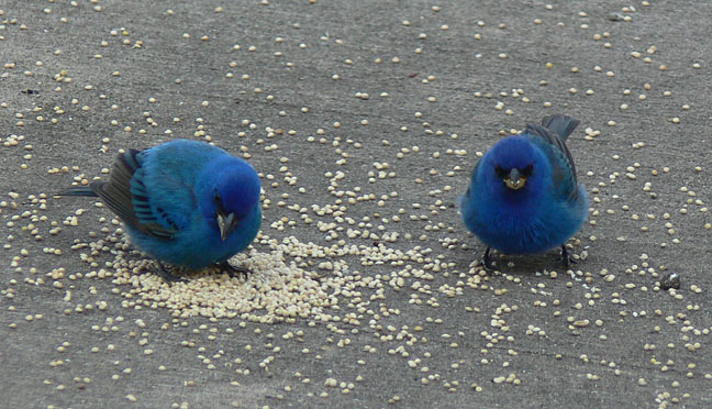 Indigo Buntings