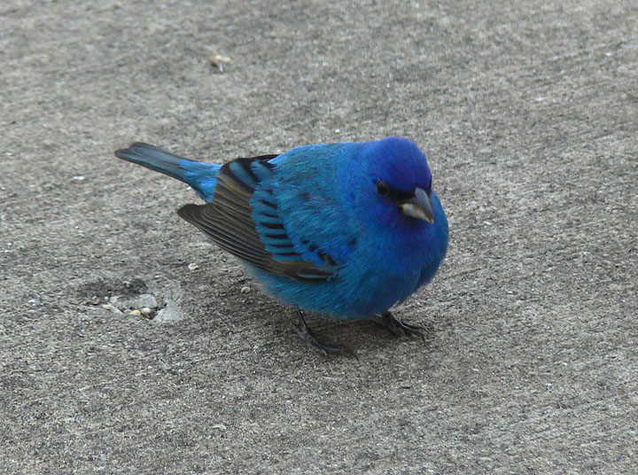 Indigo Bunting