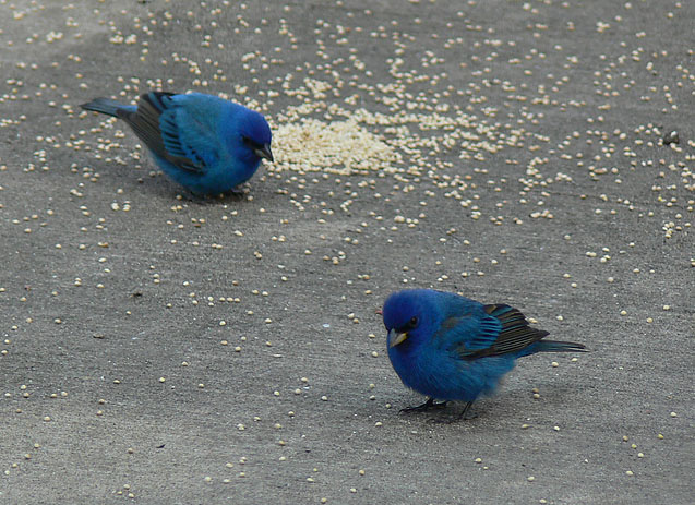 Indigo Buntings