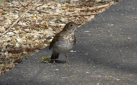 Gray-cheeked Thrush