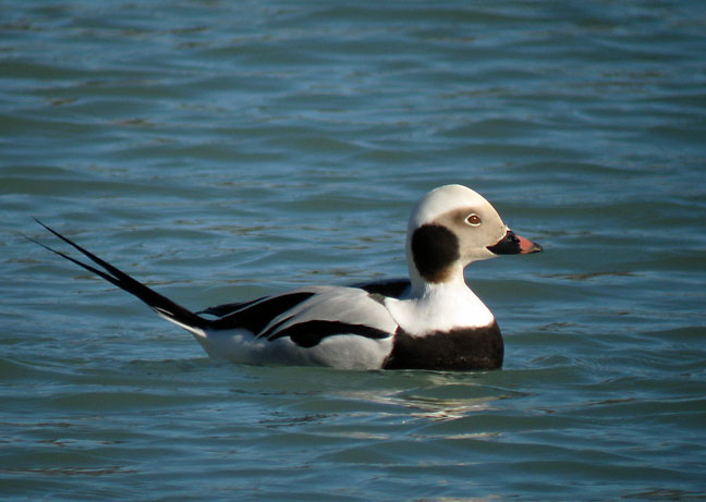 Long-tailed Duck