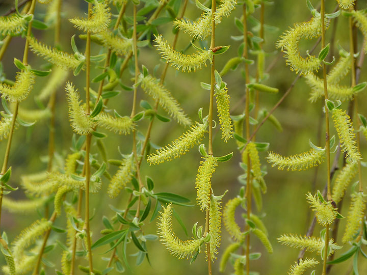 Curtain of catkins