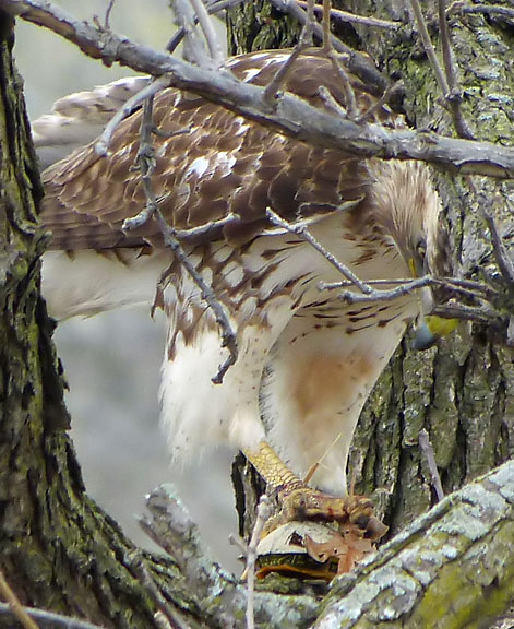 Red-tailed Hawk with turtle